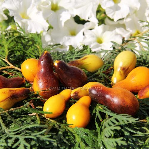 Томат Индиго кумкват грушевидный (Indigo Kumquat pear)