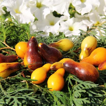 Томат Индиго кумкват грушевидный (Indigo Kumquat pear)