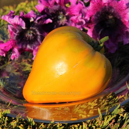 Томат Оранжевая Клубника (Orange Strawberry), США