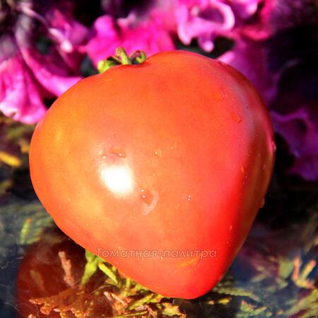 Томат Знаменитая Клубника миссис Шлаубах (Mrs. Schlaubaugh's Famous Strawberry), США