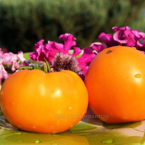 Томат Хурма / Персимон (Persimmon), США