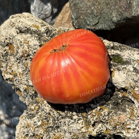 Томат Полосатый Синка (Sinks Striped), США