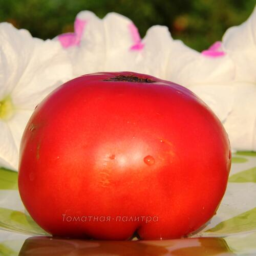 Томат Розовый Блюссер (Pink Blosser), США