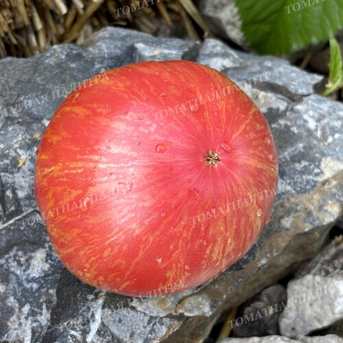 Томат Розовый Джаз / ДЖАЗ (Pink Jazz / Jazz), США