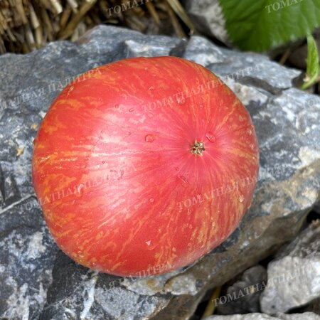 Томат Розовый Джаз / ДЖАЗ (Pink Jazz / Jazz), США