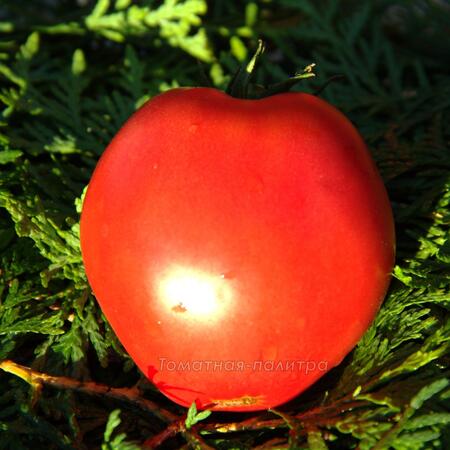 Томат Сербское Сердце (Serbian Oxheart), США