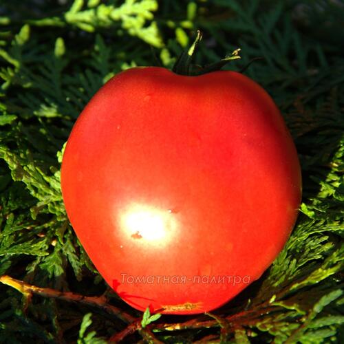 Томат Сербское Сердце (Serbian Oxheart), США