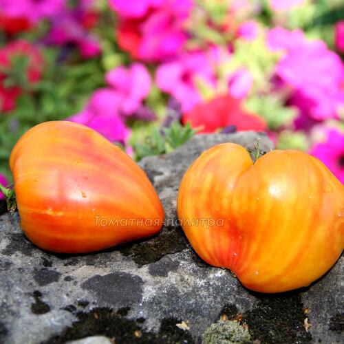 Томат Сердце абрикосовой зебры (Heart of Zebre Apricot), Франция