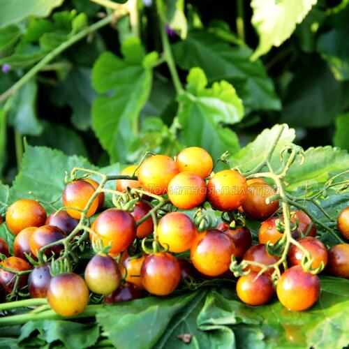 Томат Сине-Золотые Ягоды (Blue gold berries), США