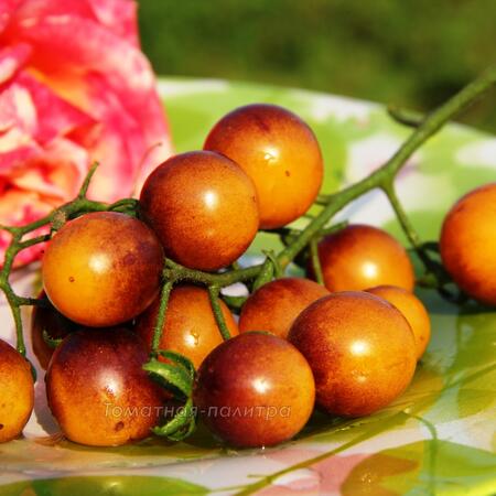 Томат Сине-Золотые Ягоды (Blue gold berries), США
