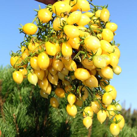 Томат Сумасшедшие вишни Барри (Barry's crazy cherry), США