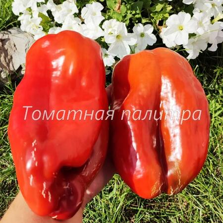 Томат Перец БОЛЬШАЯ БЕРТА