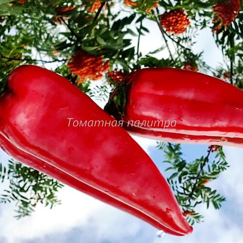 Томат Перец АДЖИ МОНАГРЕ (AJI MONAGRE)