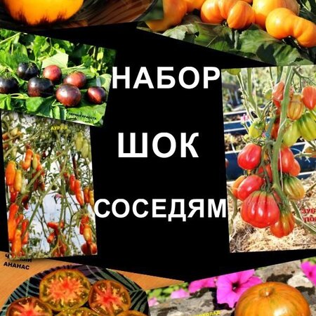 Томат Набор ШОК СОСЕДЯМ!