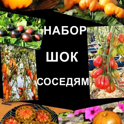 Томат Набор ШОК СОСЕДЯМ!