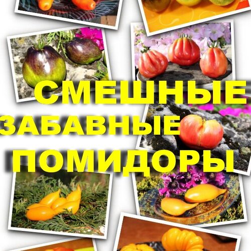 Томат Набор СМЕШНЫЕ и ЗАБАВНЫЕ ПОМИДОРЫ