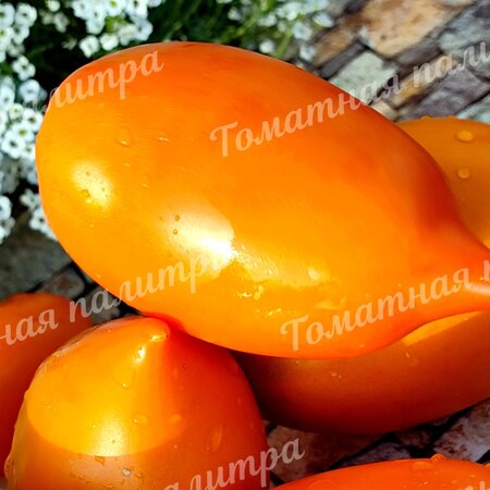 Томат МАНГО