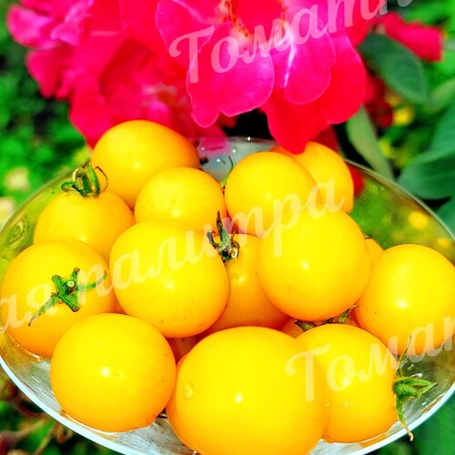 Томат САММЕР САН (Summer Sun)