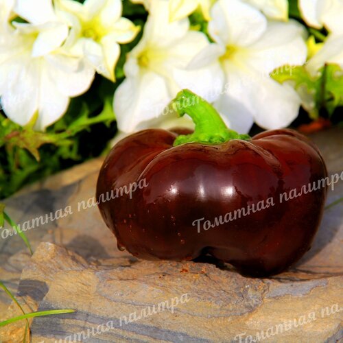 Томат Перец ТОМАТНЫЙ ШОКОЛАДНЫЙ (Tomatenpaprika Chocolate)