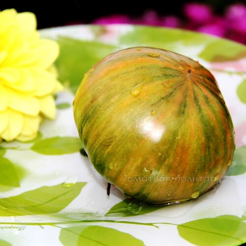 Томат Ананас Зебра (Ananas Zebra), США