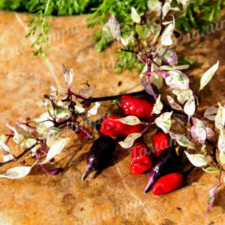 Томат Перец острый ФИОЛЕТОВЫЙ ТИГР / ПЕРПЛ ТАЙГЕР. (Purple Tiger) C. Annuum.