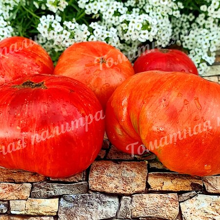 Томат Гном ПРИЗ ХАННЫ (Dwarf Hannah’s Prize), США, Австралия