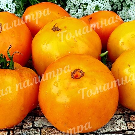 Томат БОЧКА МЕДА