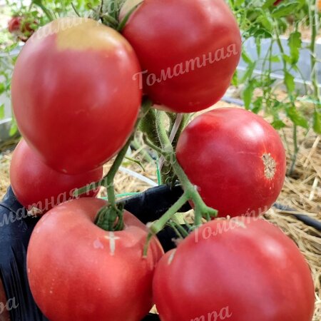 Томат ЙОШКИН КОТ