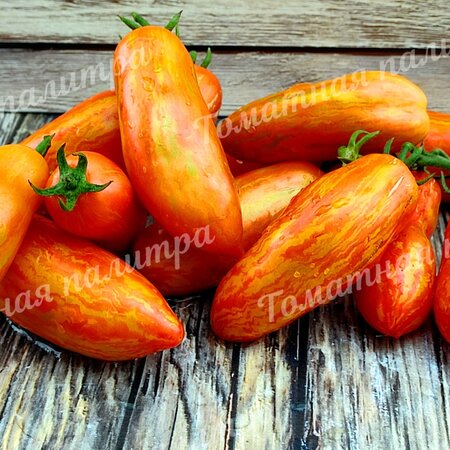 Томат Гном КАРЛИКОВЫЙ ПЕРЕЦ ПОЛОСАТЫЙ (Dwarf Pepper like striped)