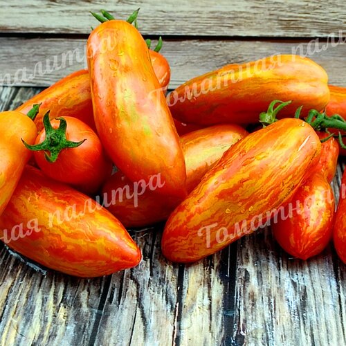 Томат Гном КАРЛИКОВЫЙ ПЕРЕЦ ПОЛОСАТЫЙ (Dwarf Pepper like striped)