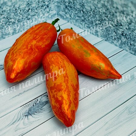 Томат Гном КАРЛИКОВЫЙ ПЕРЕЦ ПОЛОСАТЫЙ (Dwarf Pepper like striped)