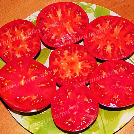 Томат Большая медведица, Россия