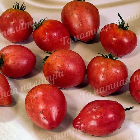 Томат Гном РОЗОВАЯ СТРАСТЬ (Dwarf Pink Passion)