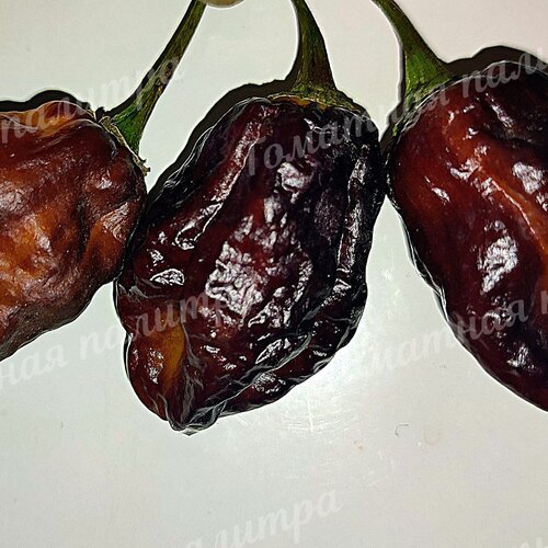 Томат Перец острый  ТРИНИДАД ПУРПЛ КОФЕ (Trinidad Purple Coffee)
