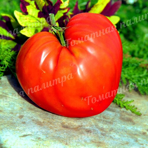 Томат КЫЗЫЛ ТАУ (Алифиров)