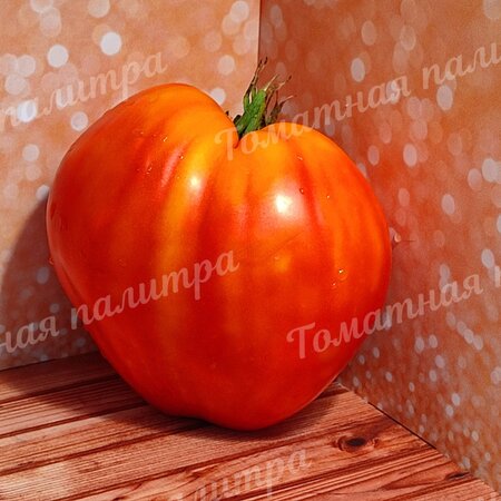 Томат ЯНТАРНЫЙ БАРОН (Алифиров)