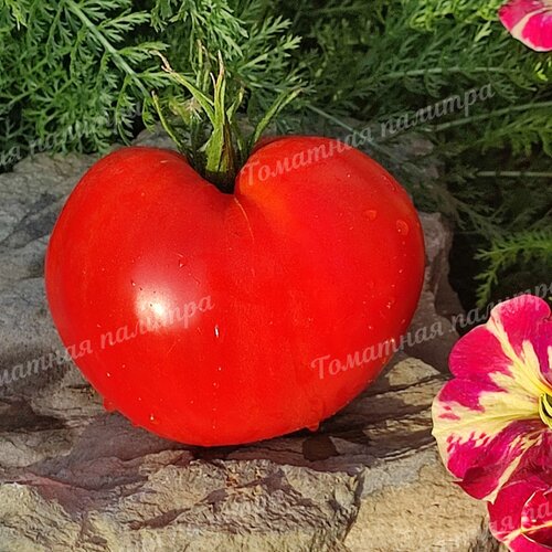 Томат СЕРДЦЕ СТОЛИЦЫ (Алифиров)