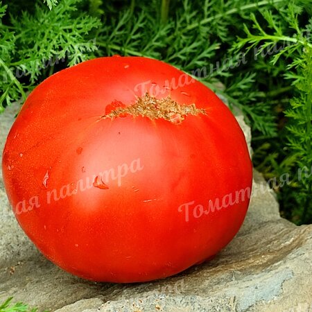 Томат СЕКРЕТ АЛИФИРОВА (красный)