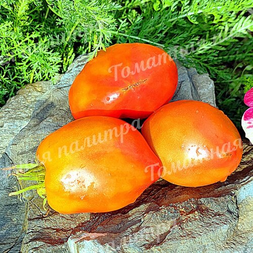 Томат Гном СОЛНЕЧНЫЙ  ПЕРСИК / ПОЦЕЛОВАННЫЙ СОЛНЦЕМ ПЕРСИК (Sunkissed Peach)