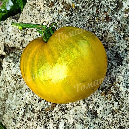 Томат Гном КОЛОНИАЛЬНЫЙ ВАРИАНТ (Colonial yellow variant GWR)