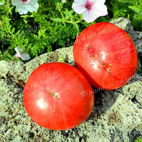 Томат Гном СЛАДКАЯ ЖАР-ПТИЦА (Dwarf Firebird Sweet), США