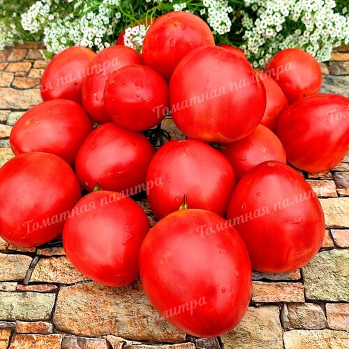 Томат НЕМЕЦКАЯ КРАСНАЯ КЛУБНИКА (German Red Strawberry), Германия