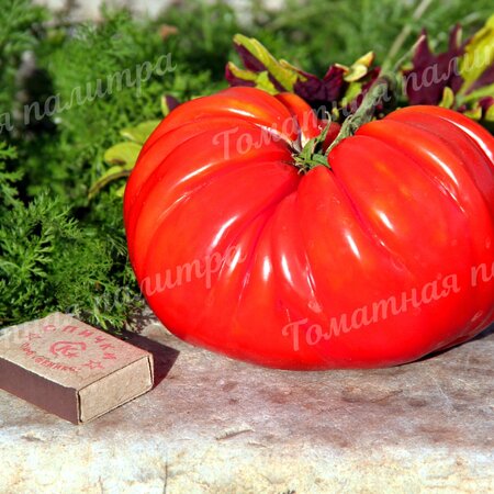 Томат НАННИ БАО (Nanni Bao), Италия