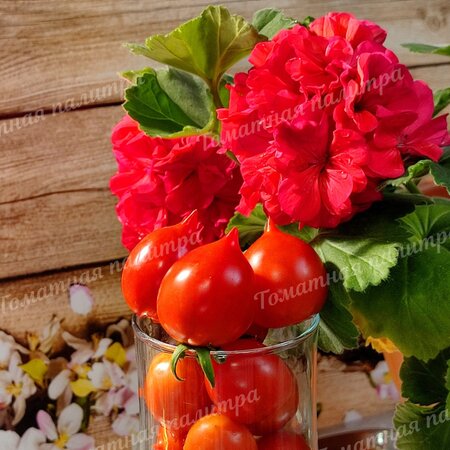 Томат ПОЦЕЛУЙ ГЕРАНИ / ГЕРАНИУМ КИСС (Geranium Kiss), США.