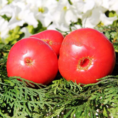 Томат Брендивайн Глика, (Brandywine, Glick’s Strain), США