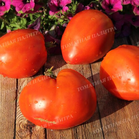 Томат ПОЛЬСКАЯ СЛИВА ТЁТУШКИ СВАРЛО (Aunt Swarlos Polish Plum).