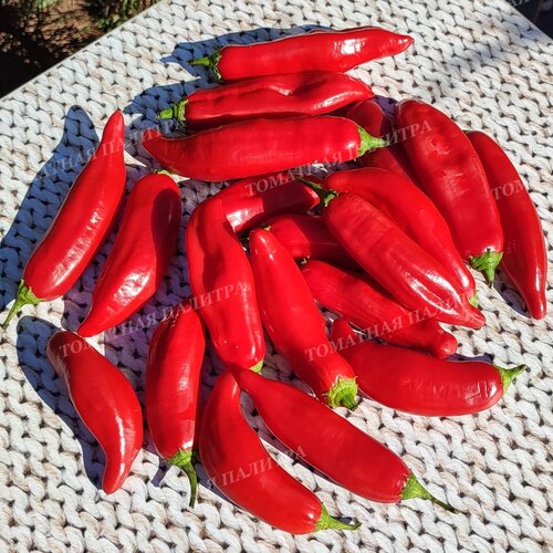 Томат ПЕРЕЦ Ягодный Баккатум КАП 455  (Baccatum Pepper CAP 455) 