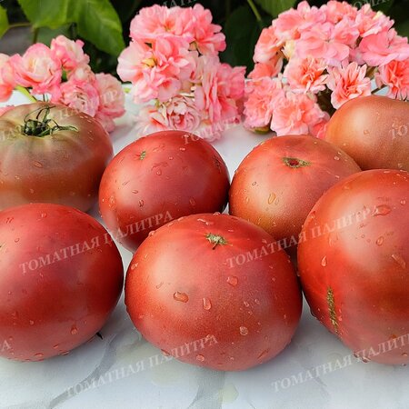 Томат ЖЕНСКИЙ КАПРИЗ (Алифиров В.Г.)