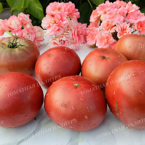 Томат ЖЕНСКИЙ КАПРИЗ (Алифиров В.Г.)