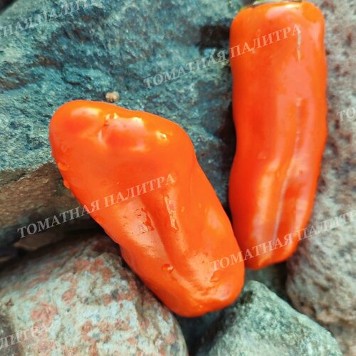 Томат Перец ЗОЛОТОЙ МЕДОВЫЙ ПИППИНА (Pippin's Golden Honey), США.